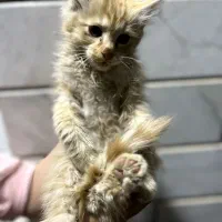 واگذاری گربه|گربه|سقز, |دیوار