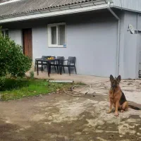 واگذاری ژرمن  اصیل