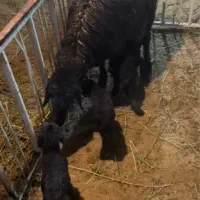 گوسفند نر وماده هموزیگوت و هتروزیگوت چند قلو زا|حیوانات مزرعه|تبریز, |دیوار