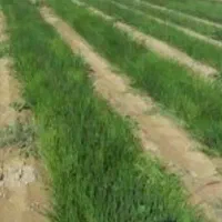 نشا پیاز آبپخش  محله قلایی