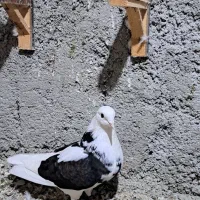 کبوتر تکپر مخصوص سخت پسندها|پرنده|کلاله, |دیوار