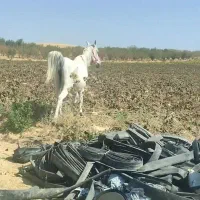 فروش مادیون ترکی|اسب و تجهیزات اسب‌سواری|شیراز, گویم|دیوار