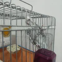 فروش عروس هلندی درشت آماده جوجه کشی با وسایل /فوری|پرنده|صحنه, |دیوار