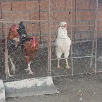 مرغ و خروس|حیوانات مزرعه|مینودشت, |دیوار