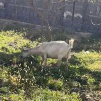 بز سانن|حیوانات مزرعه|محمدشهر, محمدشهر|دیوار