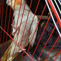 عروس نروماده و۲عددجوجه۱ماهه|پرنده|صومعهسرا, |دیوار