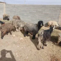 فروش،میش،بختیاری قنقر|حیوانات مزرعه|ارژن, |دیوار