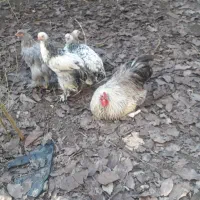 حیوانات مزرعه