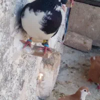 شیرسیاه طاغدم سرخ