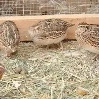 بلدرچین مولد نر و ماده