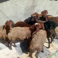 کاور ماده مالچه درجه یک باب داشتی