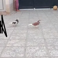 کفتر|پرنده|شاهرود, |دیوار