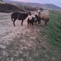 شیشک دوقلوزا