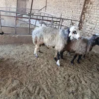 فروش کوهه قوچ|حیوانات مزرعه|مرودشت, کناره|دیوار