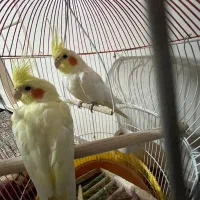 عروس هلنی جفت