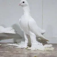 کبوتر لوتی پاچا بلند