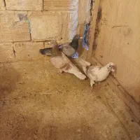 کبوتر هفت رنگ ، سیاهپوش،دم سفید ، پرشی و جفتی