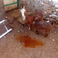 ۱عدد بزجوان  ننه بالا  برای نگه داشتن|حیوانات مزرعه|اردبیل, |دیوار