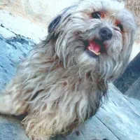 شیتزو پامر فرفری باهوش