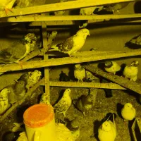 کفتر یا کبوتر|پرنده|صوفیان, |دیوار