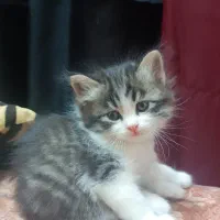 گربه میکس پرشین و هیمالین|گربه|مشهد, شهرک مهر آباد|دیوار