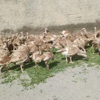 ۱۰۰ عدد بوقلمو برای فروش گوشت اورگانیک