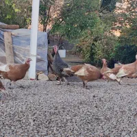 فروش بوقلمون ماده محلی