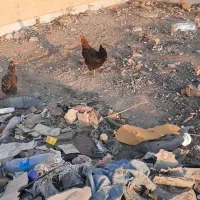 خروس گلین|حیوانات مزرعه|نسیمشهر, |دیوار