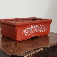 تعدادی گلدان اصلی بونسای،بن سای،بن سای|گل و گیاه طبیعی|کرج, شهرک امام رضا (ع)|دیوار