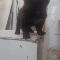 سگ چاوچاو قیمت ۱۵ تومان|سگ|اصفهان, بهارستان|دیوار