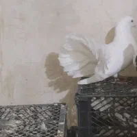 دم چتر پاک سفید|پرنده|سیب و سوران, |دیوار