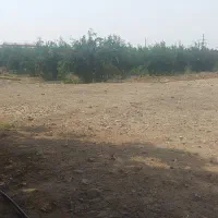 انار درجه یک
