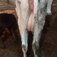 گاو شیری|حیوانات مزرعه|تبریز, |دیوار