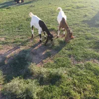 بز دوقلوزا|حیوانات مزرعه|گتوند, |دیوار