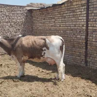 فروش گاو ماده و گوساله نر
