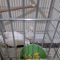 ۳جفت عروس هلندی مولد دوکت|پرنده|پاکدشت, پاکدشت (مامازند)|دیوار