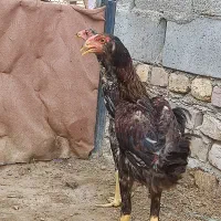 جوجه لاری
