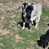 بز جوان سالم