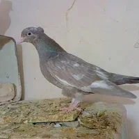 ۷عدد جوجه سالم رنگی|پرنده|گلبهار, شهر جدید گلبهار|دیوار