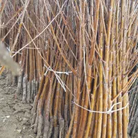 نهال پر کیفت و با تضمین|خدمات باغبانی و درختکاری|سنگر, |دیوار