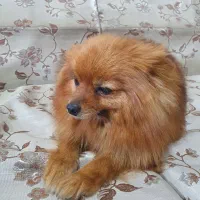 سگ پامر خرسی|سگ|سنندج, |دیوار