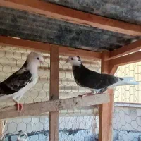 یک جفت جوجه کاکلی و مچ پا کاکلی|پرنده|تهران, آبشار|دیوار