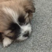 واگذاری سگ شیتزو پامر