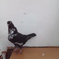 کبوتر|پرنده|مسجد سلیمان, |دیوار