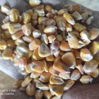 کنسانتره خوراک دام|لوازم جانبی حیوانات|رامند, |دیوار