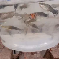 ماهی گوپی شکم پر از بهترین نژاد|ماهی|لردگان, |دیوار