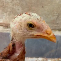 جوجه لاری