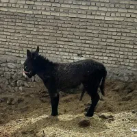 کره خر|حیوانات مزرعه|بروجن, |دیوار