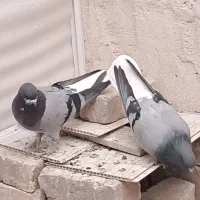 کبوتر