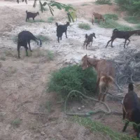 بز دوقلو زا